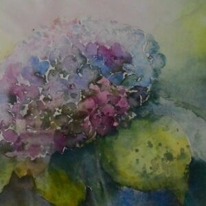 Hortensien 46x32 cm