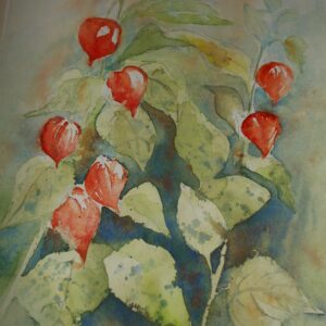 Lampionblume 46x32 cm