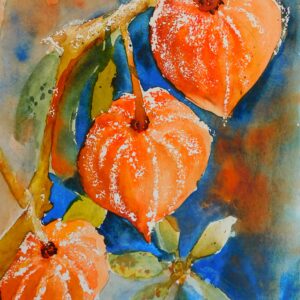 Lampionblume 46x32 cm